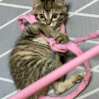 走る遊ぶ甘える。THE 子猫❣️エルモちゃん2ヶ月