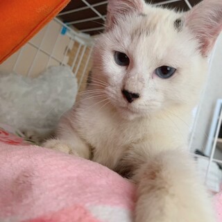 なでて欲しくてたまらないサーズデーくん♡