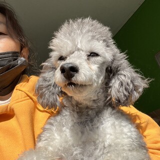 魅力的な毛色シルバー女の子