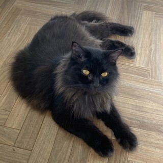 長毛ブラックスモークの甘々男子