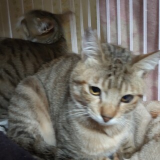 ココナッツのトライアルＯＫ！（予約入りました）