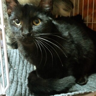 カオオのトライアルＯＫ！見学ＯＫ！