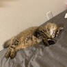 かのちょた