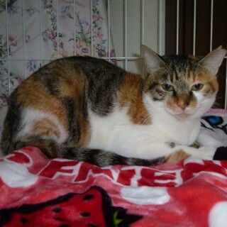 とても甘えん坊の綺麗な三毛猫！