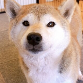 穏やかで癒し系女子　琴ちゃん❤︎