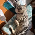 ドラエモンみたいに顔デカのアメショーのジャッジ君