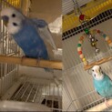 セキセイインコ2羽の里親募集中！