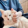 ちけにゃ