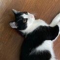 美形で大人しい男の子猫です
