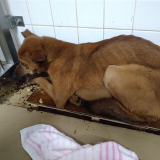 処分対象になります。収容期限1/12朝迄