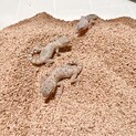 エレガンスボウユビヤモリ3匹