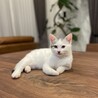 ペグミグ