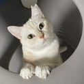 超美猫！お腹ごろりんカユちゃん！♡ 