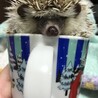 棘玉