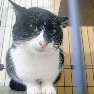 ハチワレのムチムチ猫さん！