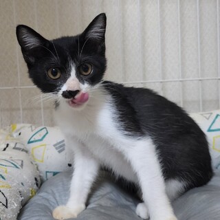 愛護センター引き取り　ハチワレのハナ