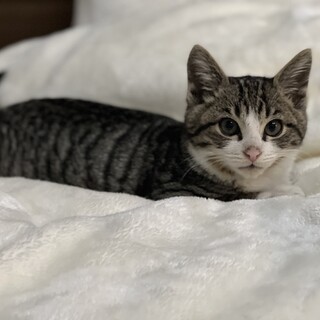 デレデレ甘えん坊ーイのモミ君　4ヶ月