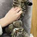 子熊みたいなベビーフェイス⭐︎ロコモコ君　3ヶ月