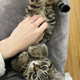 子熊みたいなベビーフェイス⭐︎ロコモコ君　3ヶ月