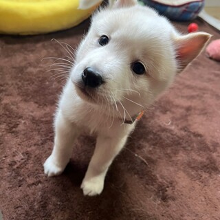 ３兄妹　おっとりかわいいジン君　☆オス　１ヶ月半