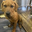 一旦募集を停止します！土佐犬mixパピー