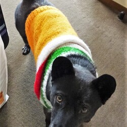 「ぽんず嬢の芋への執着」サムネイル1