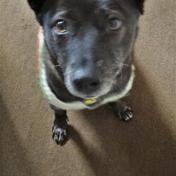 「ぽんず嬢の芋への執着」サムネイル2