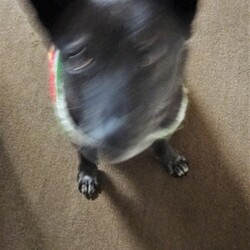 「ぽんず嬢の芋への執着」サムネイル3