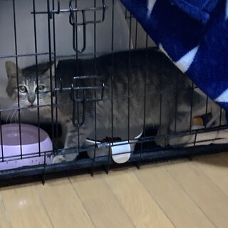 おしゃべりで人懐こいふあふあ猫さん　(男の子)
