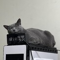 里親さんの募集です^ ^