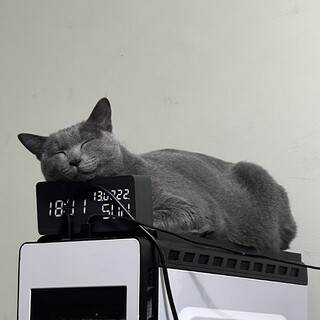 里親さんの募集です^ ^