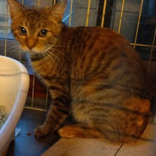 保護猫募集。大事にして下る方。