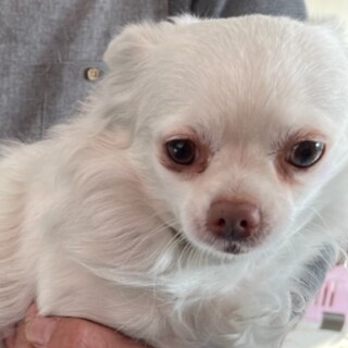 チワワの女の子