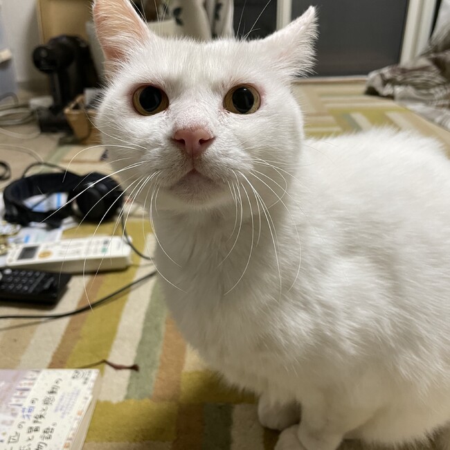 MOTCHIKOROのカバー写真