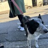 同じアパートに引越して来たモモちゃん❗️よろしくニャ〜❗️