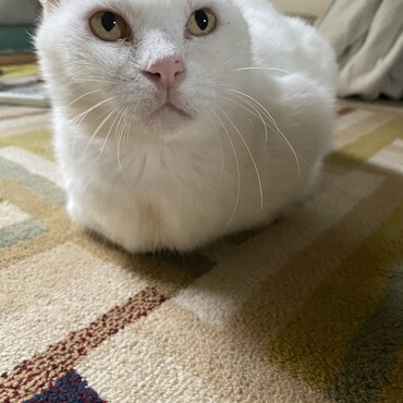 この地域で有名Kenちゃんです❗️よろしくニャ〜❗️