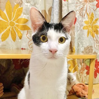 　【人が大好き！】陽気で素直な性格のポルトくん