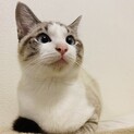 【寄り目が可愛いシャムトラ】青い目のよりめちゃん