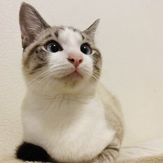 【寄り目が可愛いシャムトラ】青い目のよりめちゃん