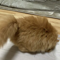 ご応募ありがとうございました