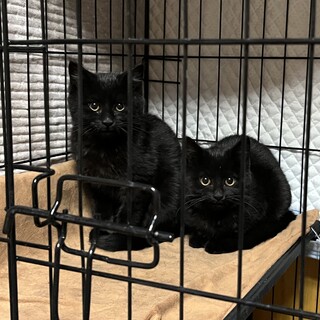 おめめクリクリの黒猫姉妹