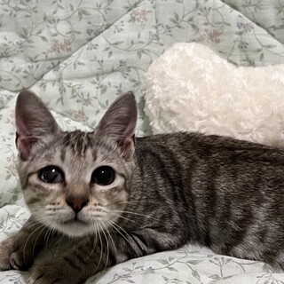 小さく生まれて大きく育つ！元気100倍！ねいとくん