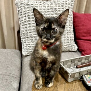【片目に濁りがあるけどｶﾜｲｲ】サビ猫の風子ちゃん