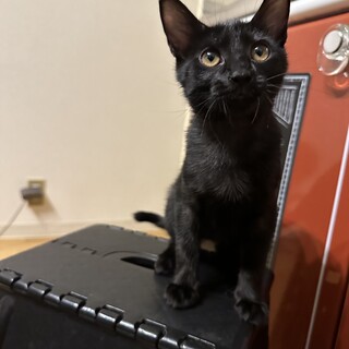 甘えん坊で可愛いペアちゃんを家族募集中。