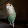 衣装ダンスで遊ぶ