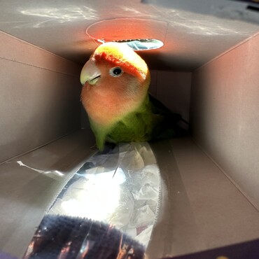 ティシュー箱で遊ぶ