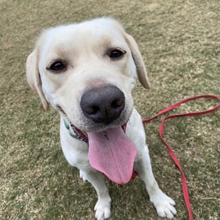 ハヤト（ラブラドール）