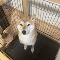 大切な家族として迎え入れて頂ける方に託したい。