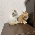 極寒の大晦日に保護した兄弟です!!!