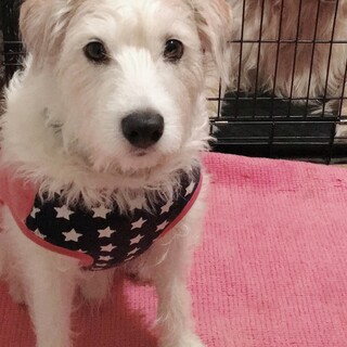 ジャックラッセルテリアの男の子